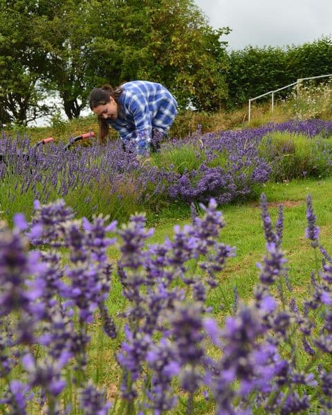 FARMERS Welsh Lavender Ltd